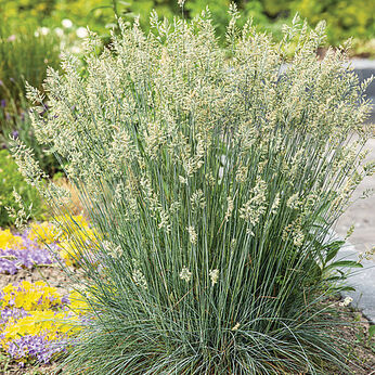 Festuca glauca