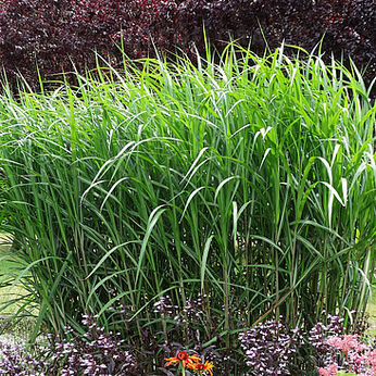 Miscanthus x giganteus