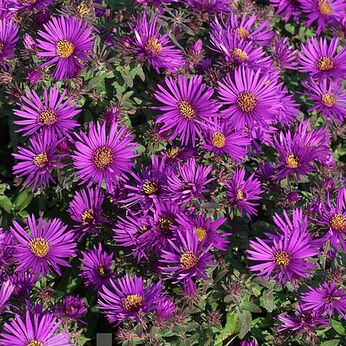 Wood's Purple