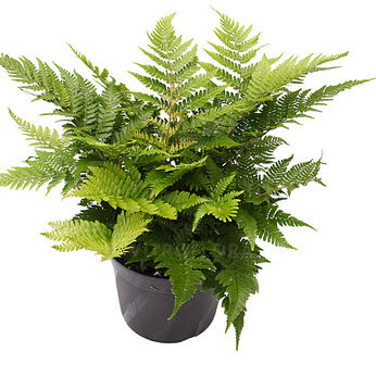 Dryopteris championii