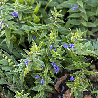 Scutellaria scordifolia