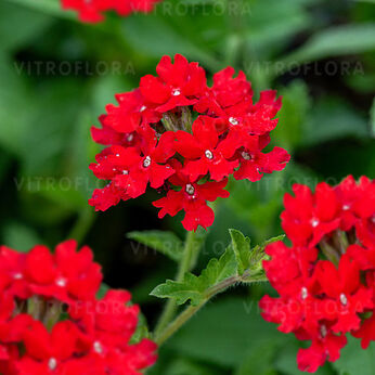 Verbena peruviana