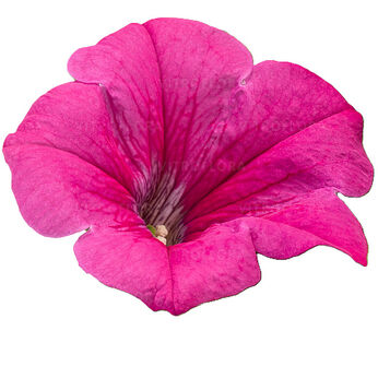 Tea Pink
