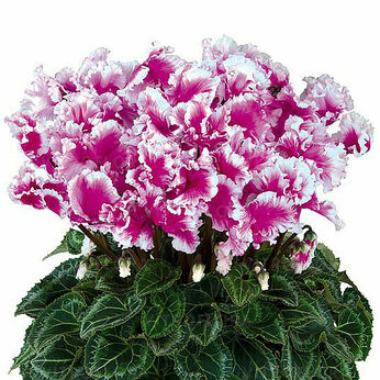 Halios Friola Violet 22490 (Light Purple)