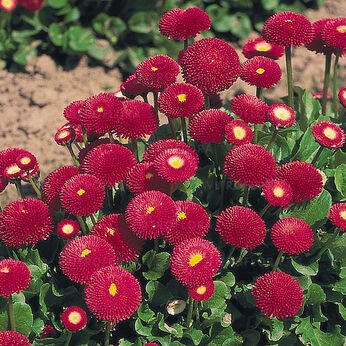 Tasso Deep Rose