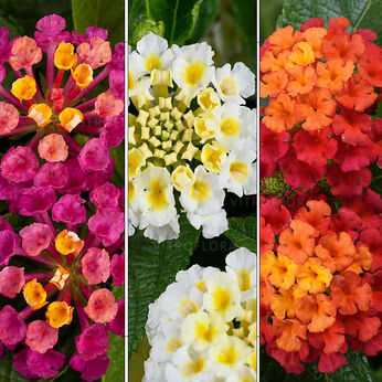 FloraSet Lantana