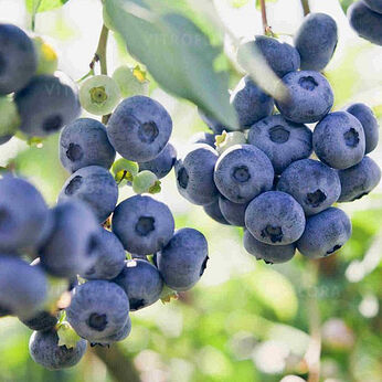 Blue Sapphire
