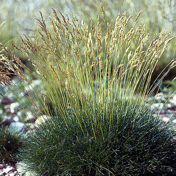 Festuca scoparia