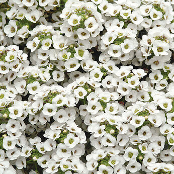 Easter Bonnet White