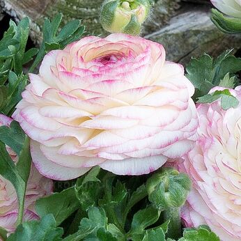 Sprinkles Bicolor Pink