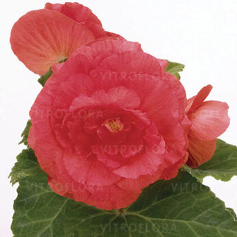 Nonstop Rose