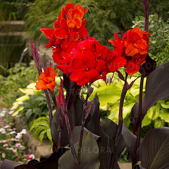 Cannova Scarlet Bronse Leaf