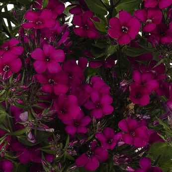 Early® Cerise
