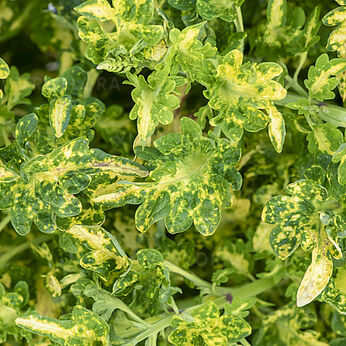 Raja Green Yellow