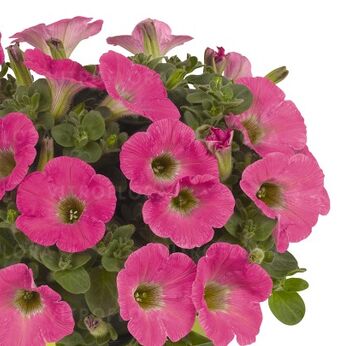 Potunia™ Plus Hot Pink