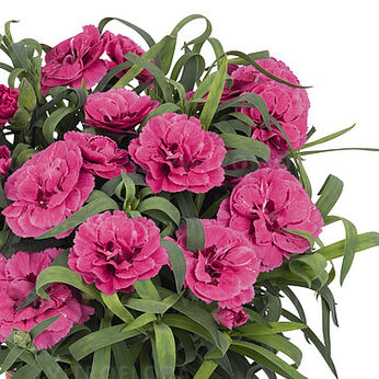 Arabella Purple