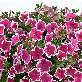Capella Rim Fuchsia