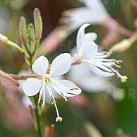 Graceful Blush