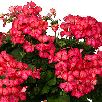 Grand Idols Glory Days Pink Bicolor