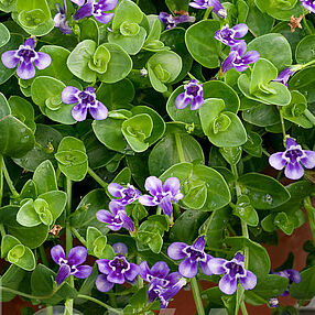 Lindernia grandiflora