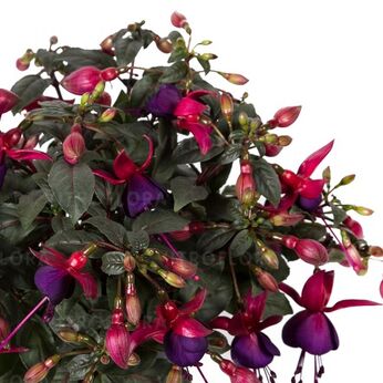 Bella Fuchsia® Soila