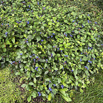 Ceratostigma plumbaginoides