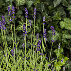Blue Scent Impr.