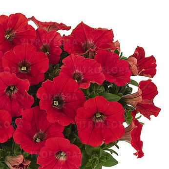 Potunia™ Piccola Red