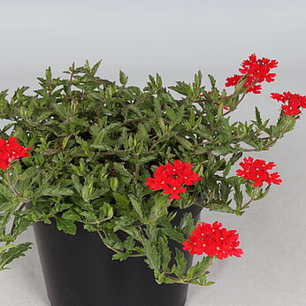 Verbena peruviana