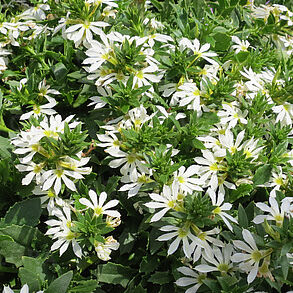 Surdiva White Impr.