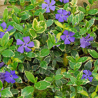 Vinca major