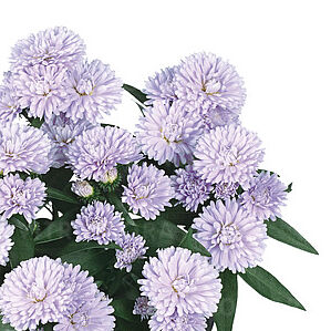 Showmakers Lilac Sunset