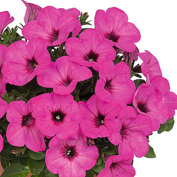 Potunia™ Pinkalicious