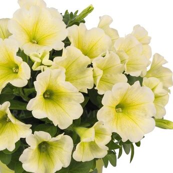 Potunia™ Yellow