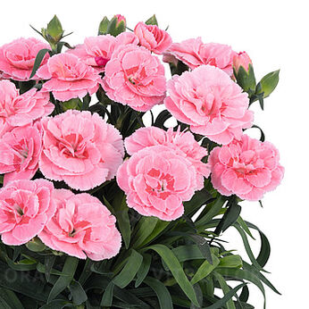 Arabella Peach