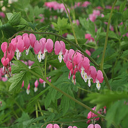 Dicentra spectabilis
