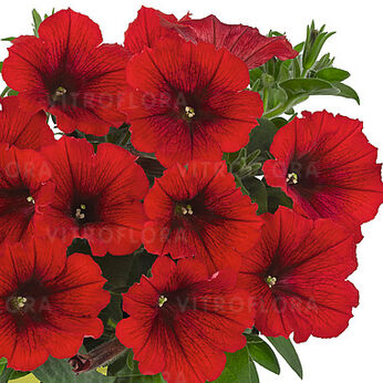 Sweetunia™ Red 2024 (Potunia™ Plus)