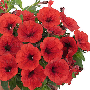 Sweetunia™ Red