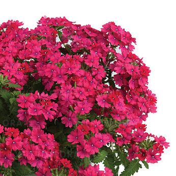 Vanessa Compact Neon Pink