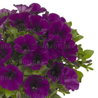 Potunia™ Piccola Lilac