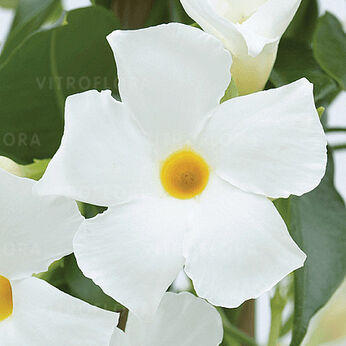 Sundaville® Classic White Impr.