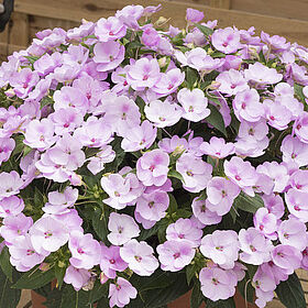 SunPatiens® Orchid Blush