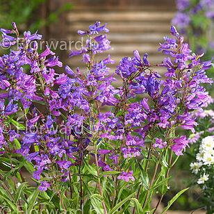 Catharine De la Mare Purple