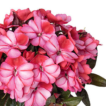 Petticoat Red Star