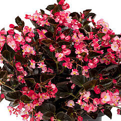 Viking Pink on Chocolate