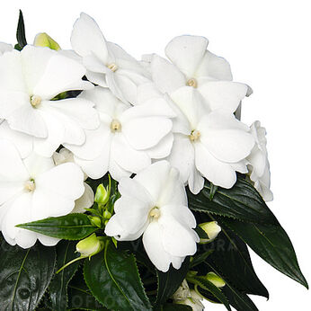 Petticoat White Late