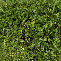 Leptinella squalida