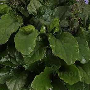 Ajuga reptans