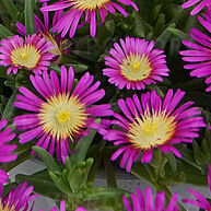 Solstice Magenta