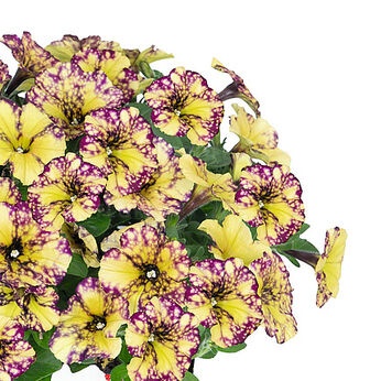 Sweetunia™ Sparkling Bee (Intrinsa)